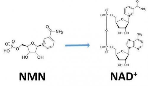 從生物學(xué)角度看NMN:為何能延緩衰老和提高免疫力？