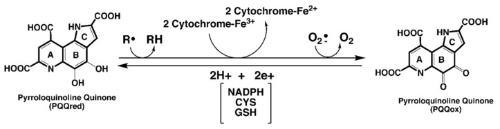 包含圖片、插圖等的外部文件。
對(duì)象名稱為 biomolecules-11-01441-g001.jpg