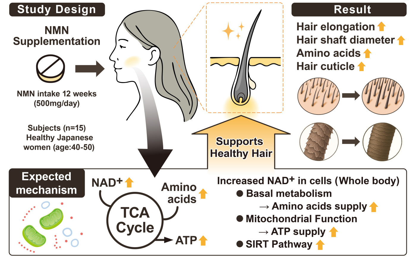 NMN改善頭發(fā)生長(zhǎng)狀態(tài)