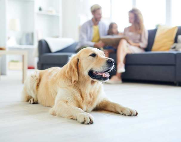 天然溫和，適配寵物全周期營養(yǎng)需求