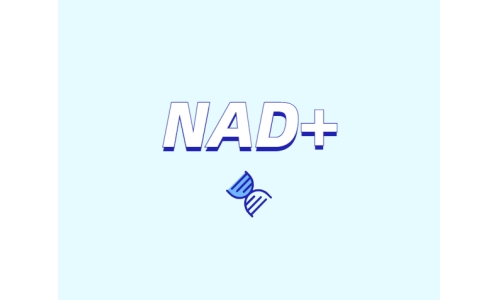 關于NAD+需要了解什么？